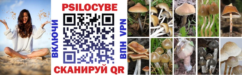 Галлюциногенные грибы Psilocybe  Кореновск 